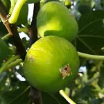 Perkovic Lägenhet *