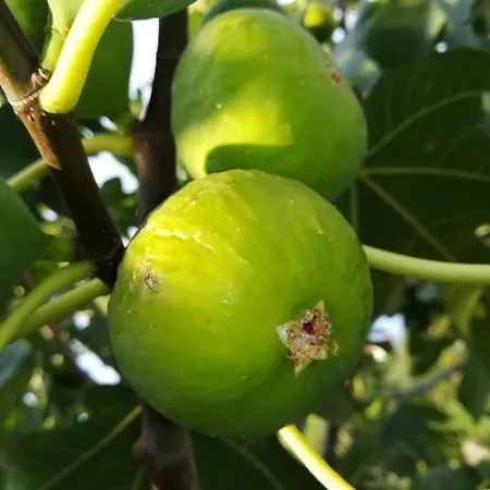 Perkovic Apartment *