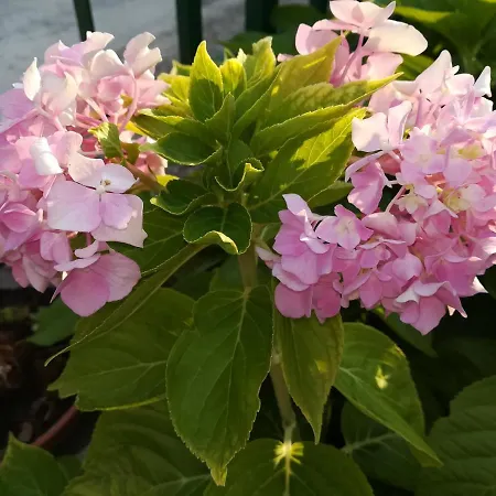 Apartment Perkovic Šibenik